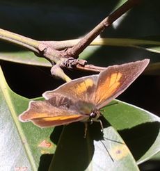 �E���M���V�W�~�i���ؓ��j