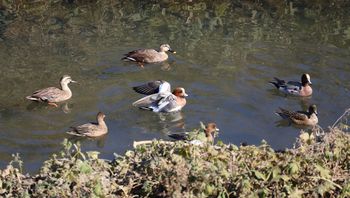 �J���K���ƃq�h���K���i���ؓ��j