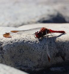 �R�m�V���g���{���E������i�����j