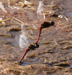 �A�L�A�J�l�œD�Y���i�����j