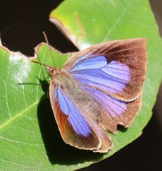 �����T�L�V�W�~���i���ؓ��j