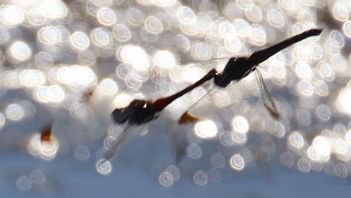 �R�m�V���g���{�E�Y�����āi�����j