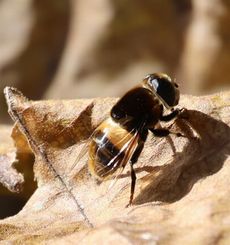 �I�I�n�i�A�u�i���ؓ��j