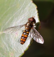 �z�\�q���^�A�u�i���ؓ��j