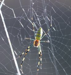 �W�����E�O�����i���ؓ��j