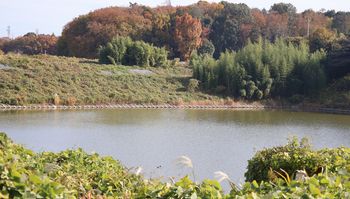 �V���r�i��X���j