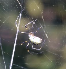 �W�����E�O���i��X���j