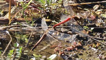 �A�L�A�J�l�Y�����āi���ؓ��j