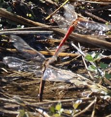 �A�L�A�J�l�Y���i���ؓ��j