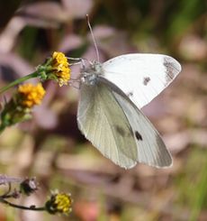 �����V���`���E�i���ؓ��j