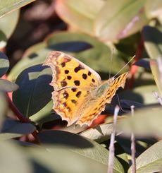 �L�^�e�n�i���ؓ��j