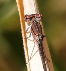 �z�\�~�C�g�g���{�i���ؓ��j