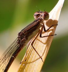 �z�\�~�C�g�g���{�i���ؓ��j