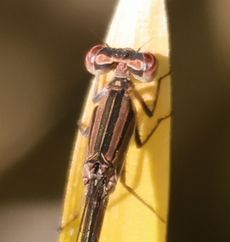 �z�\�~�C�g�g���{�i���ؓ��j