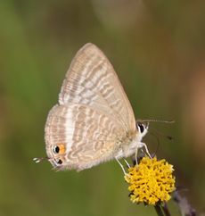 �E���i�~�V�W�~�i���ؓ��j