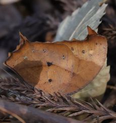 �N���R�m�}�`���E�i��X���j