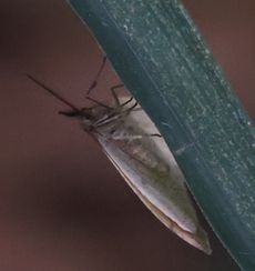 �t���V���N�i��X���j