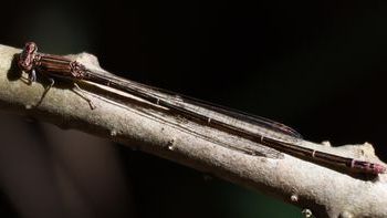 �z�\�~�C�g�g���{���i��X���j