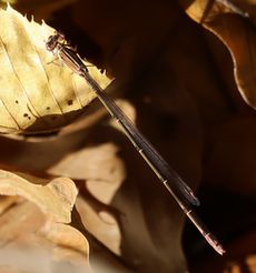 �z�\�~�C�g�g���{���i��X���j