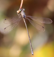 �I�I�A�I�C�g�g���{���i����������j