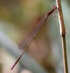 �z�\�~�C�g�g���{���i����������j