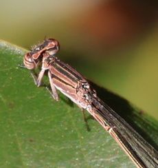 �z�\�~�C�g�g���{���i����������j