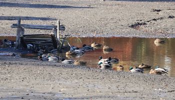 �r�̃}�K���i����������j