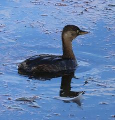 �J�C�c�u���i�����j