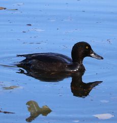 �L���N���n�W���i�����j