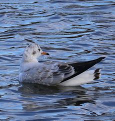 �����J�����i�����j