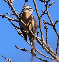 �z�I�W�����i���ؓ��j