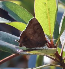 �����T�L�c�o���i���ؓ��j