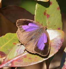 �����T�L�c�o���E���i���ؓ��j