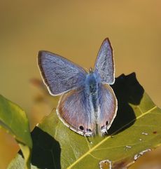 �E���i�~�V�W�~�i���ؓ��j