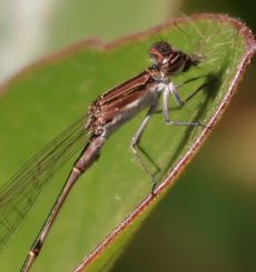 �z�\�~�C�g�g���{�i���ؓ��j