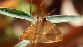 �N���X�W�t���G�_�V���N�i����������j