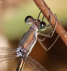 �I�I�A�I�C�g�g���{���i����������j