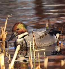 ���V�K�����i�����j