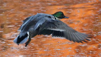 ���V�K�����i�����j