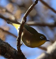 ���W���i���ؓ��j