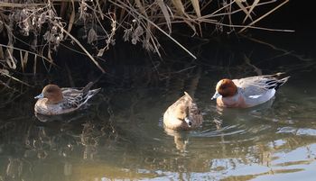 �q�h���K���i�x�m��j