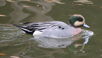 �A���q�^�C�v�i�O�������j