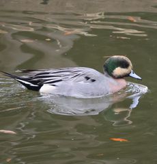 �A���q�^�C�v�i�݂��ƌ����j