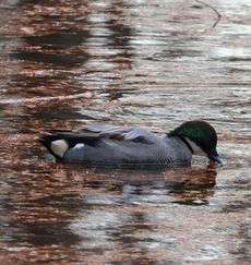 ���V�K�����i���������j