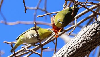 �`���ރ��W���i�^�������j
