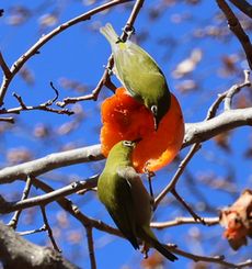 ���W���i�^�������j