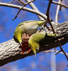 ���W���i�^�������j