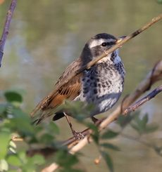 �c�O�~�i�]�ː�j