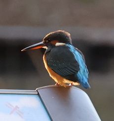 �J���Z�~���i�ےr�j