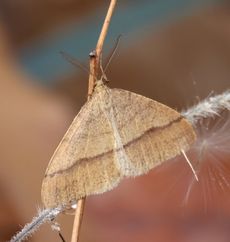 �N���X�W�t���G�_�V���N�i�s��J�j